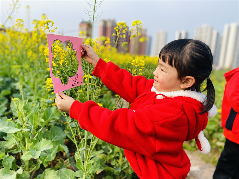 探秘油菜田3.jpg